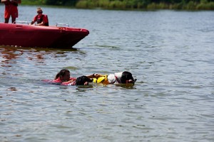 Dwa psy holują w wodzie poszkodowaną