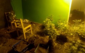 pomieszczenie z marihuaną